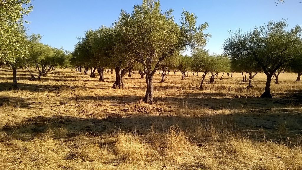 Herdade